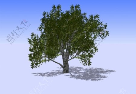 杂树3D模型