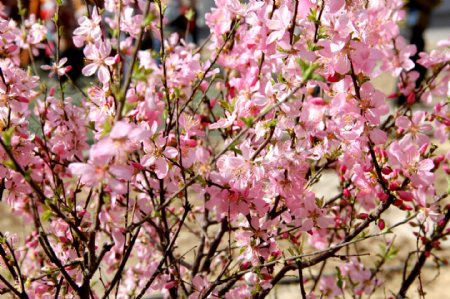 最美春日桃花图片