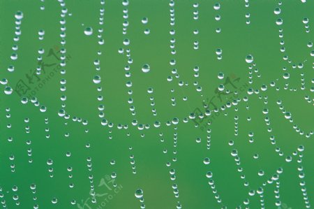 蜘蛛网水滴图片