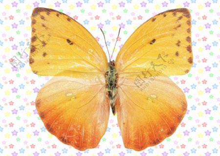 红黄色大翅膀蝴蝶图片