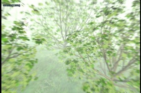 绿树动态视频素材
