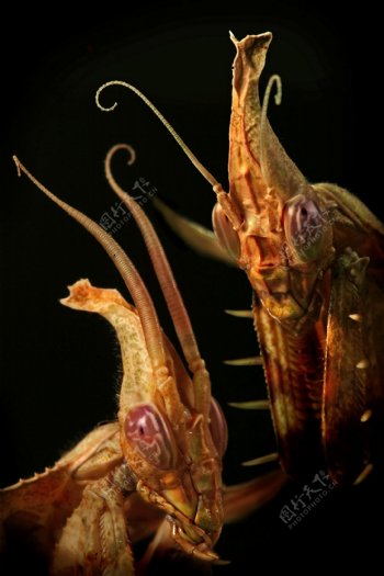 螳螂武士图片