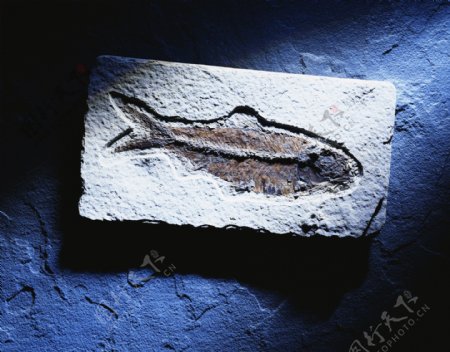 鱼化石图片