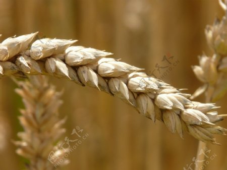 小麦谷穗高清图片素材