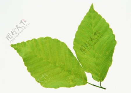各种叶子树叶3D材质素材20090224更新11