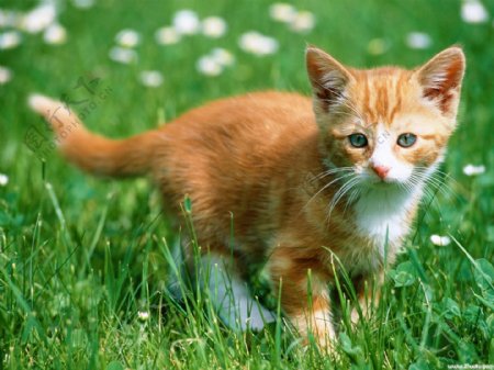 草丛中的小猫咪