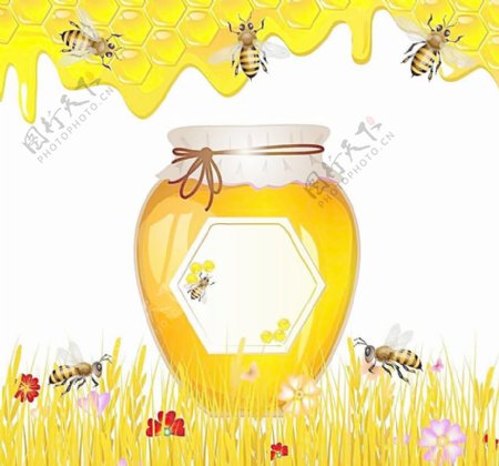 蜜蜂采蜜蜂蜜图片