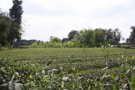 生态茶叶