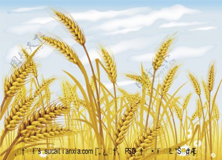 农作物小麦矢量素材