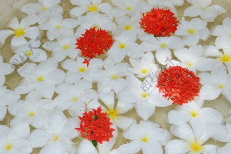热带花卉背景白色鸡蛋花