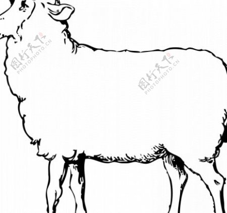 羊的矢量绘图