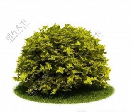 国外精品植物树木灌木3D模型75套3