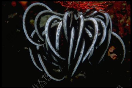 海底大海深海碧海海水礁石珊瑚海藻鱼群生物神秘广告素材大辞典