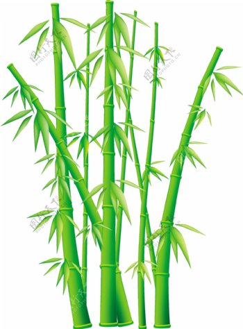翠绿的竹子