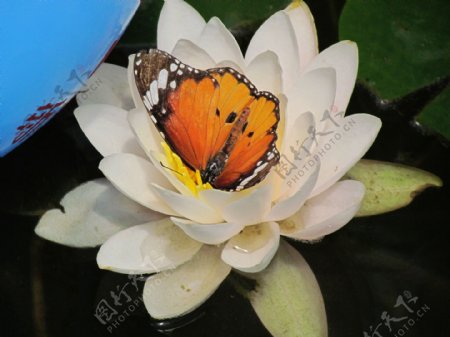 荷花上的花蝴蝶图片