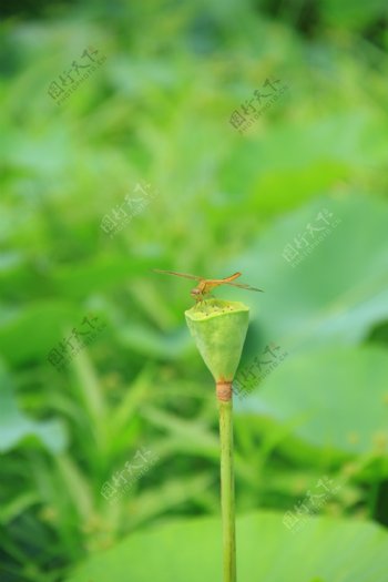 莲蓬上的蜻蜓图片
