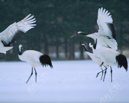 雪地里的群鹤