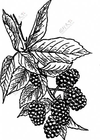 黑莓剪贴画