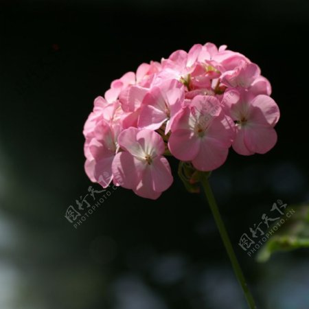 位图植物摄影写实花卉花朵绣球免费素材
