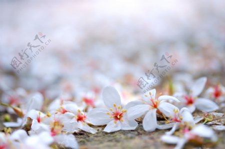 白色純淨花花朵鲜花花卉繁花似景