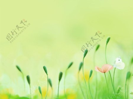 春暖花开淡雅背景图片