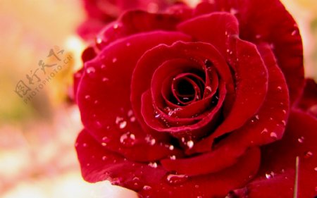 红玫瑰上的水滴图片