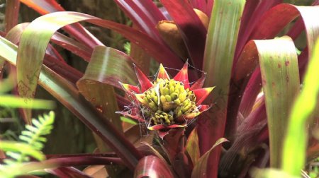 毛伊岛的凤梨科植物中心的蜘蛛网股票的录像
