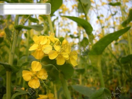 黄油菜花