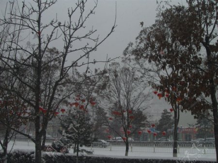 雪皑皑灯笼红图片