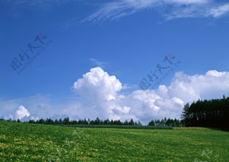 蓝天白云下的绿色草原风景