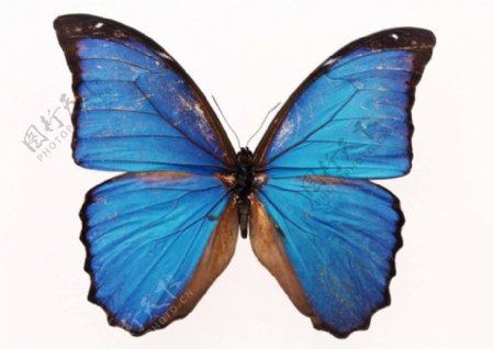 蝴蝶创作原始素材梦幻蓝色的翅膀