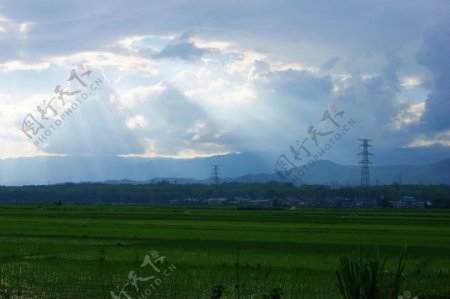 水稻田园自然风光