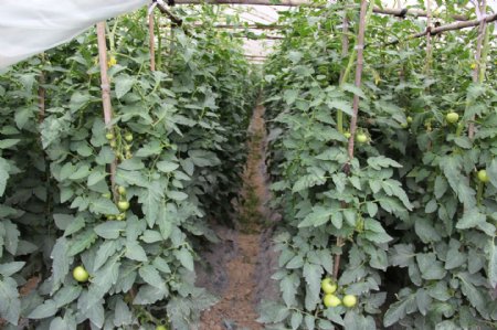 番茄种植园图片