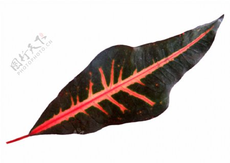 红色叶脉的植物叶片素材