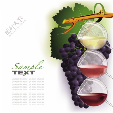 葡萄和葡萄酒矢量素材