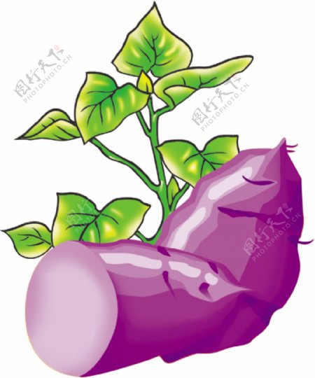 紫薯矢量图