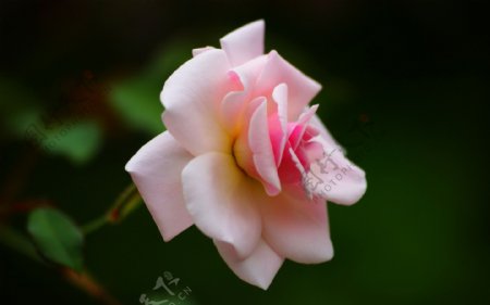 位图植物图案写实花卉花朵玫瑰免费素材