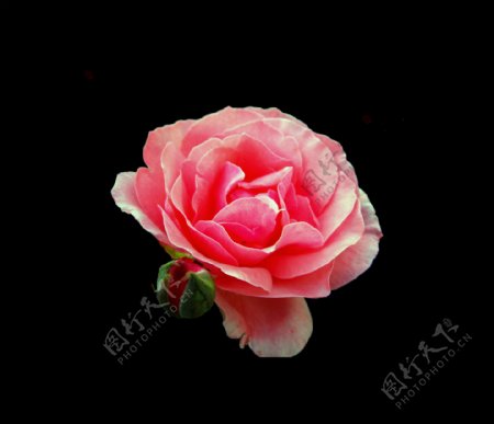 位图植物花朵玫瑰写实花卉免费素材