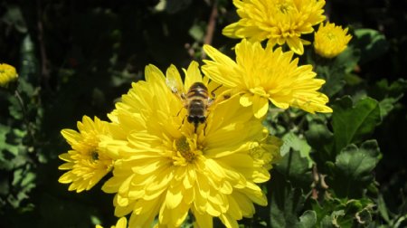 蜜蜂和菊花图片