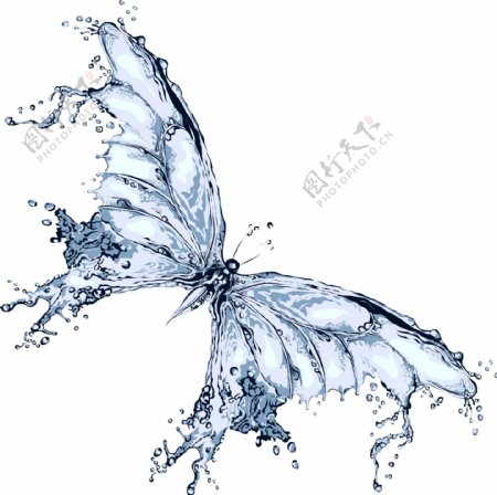 水做的蝴蝶图片