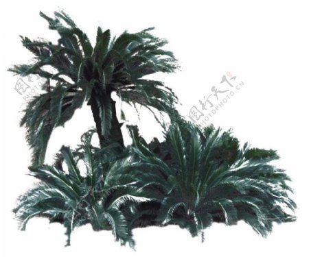 棕榈椰树061070植物素材