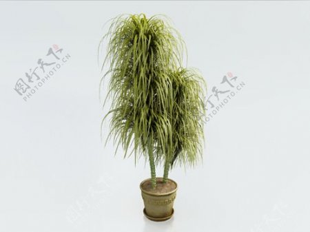 绿叶植物盆栽3d模型下载
