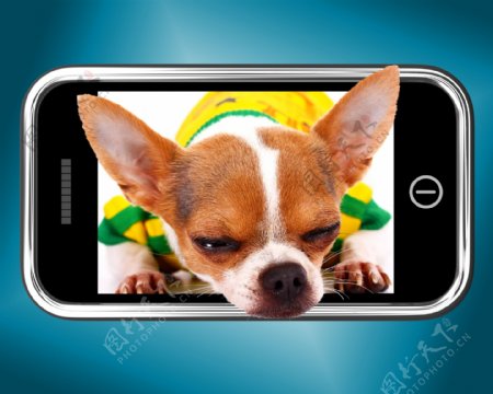 奇瓦瓦小狗狗的照片上的手机