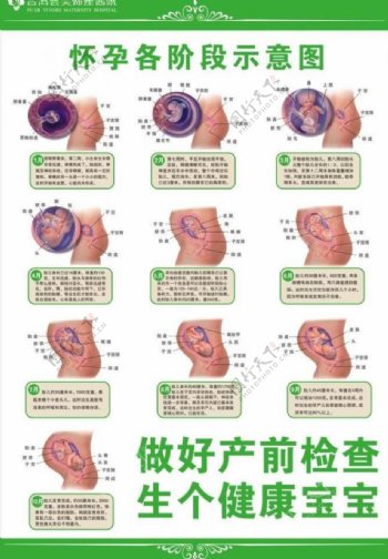 胎儿发育图图片