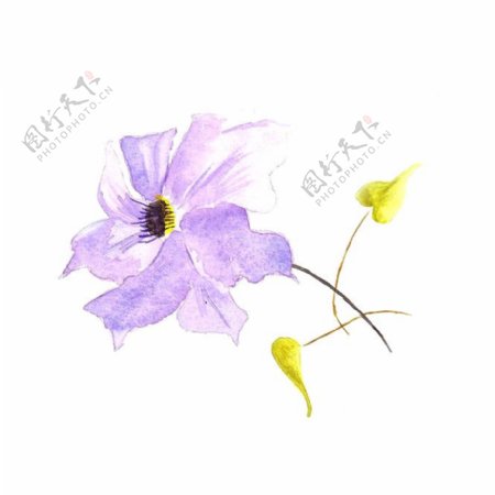 位图植物写意花卉花朵野花免费素材