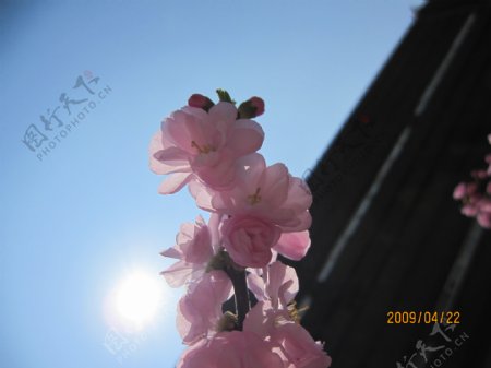 摄影图自然春之花