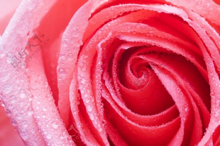 粉玫瑰水珠水滴图片
