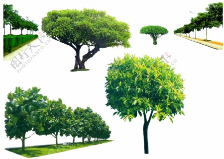 园林景观设计植物素材之树