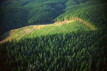 高山绿树原始森林