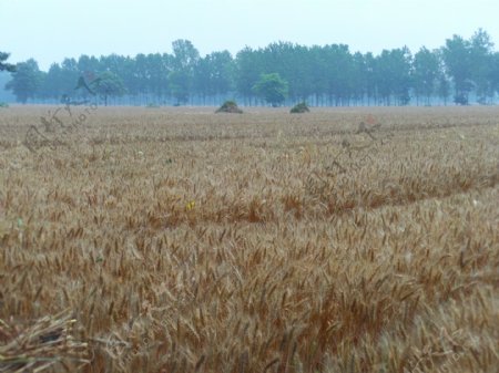 河南周口的小麦